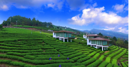 图片15.png 都匀毛尖 千层碧浪浮香气 万顷琼枝泛绿油(图8)