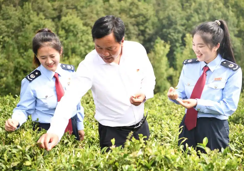 税惠春风拂黔茶(图3)