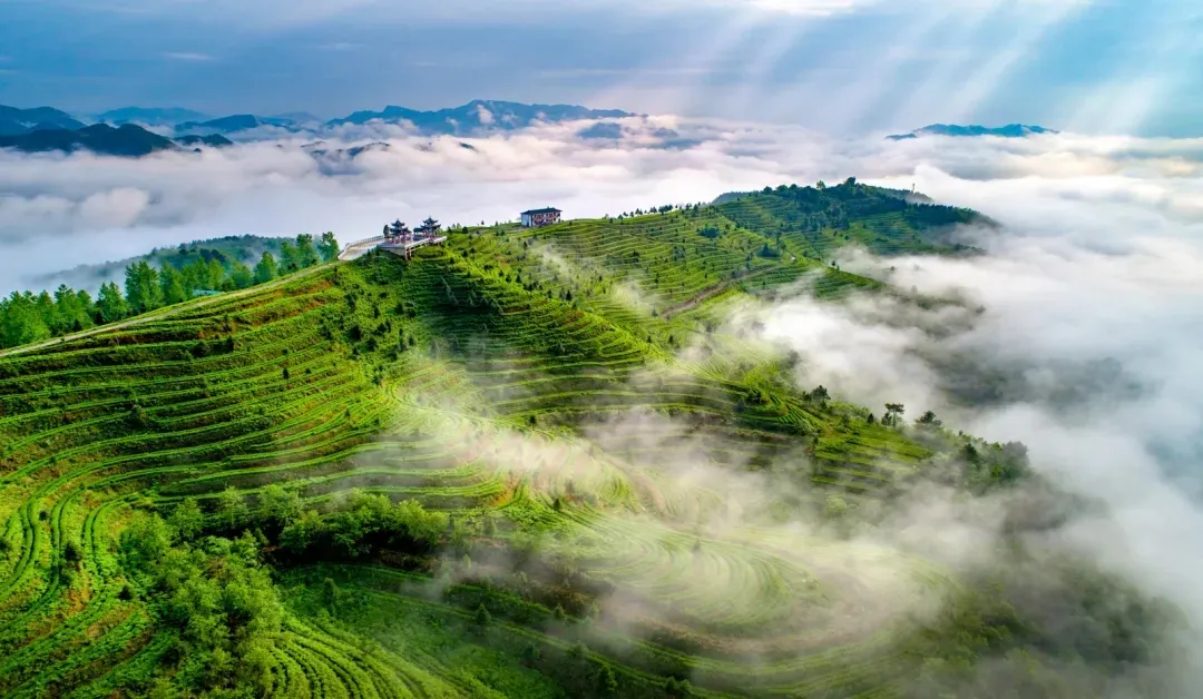 黔茶上榜品牌居全国第一