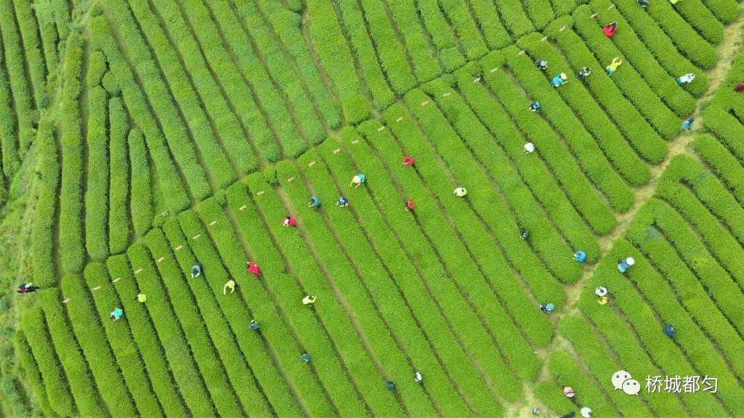 “老”茶喝出新韵味(图5)