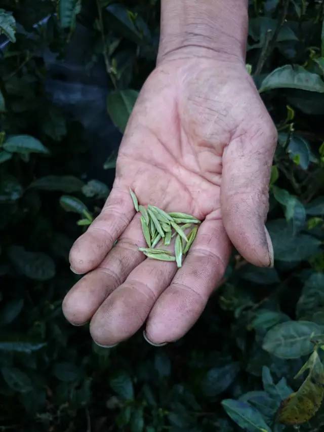 毛主席曾批示过的好茶叶 到底好在哪儿？(图3)