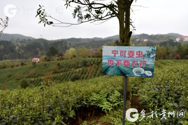 原来1915年在巴拿马博览会获得金奖的不止茅台 还有来自贵州大山深处的它！(图5)