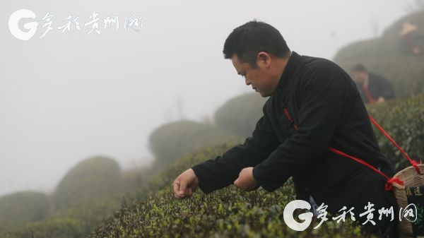 原来1915年在巴拿马博览会获得金奖的不止茅台 还有来自贵州大山深处的它！(图2)