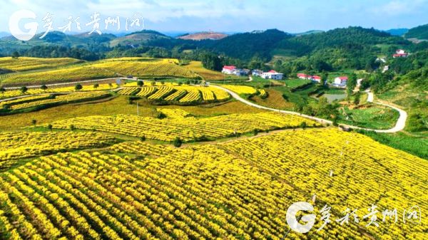 原来1915年在巴拿马博览会获得金奖的不止茅台 还有来自贵州大山深处的它！(图7)