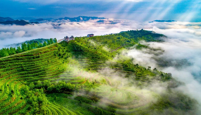 寻味毛尖茶 留住非遗香 | 破解都匀毛尖茶的“风味密码”