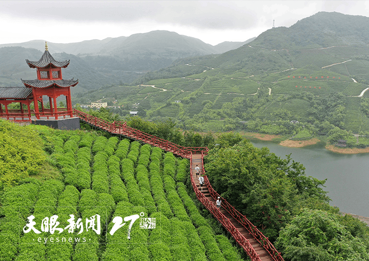 做好制茶技艺传承助力茶旅融合！都匀毛尖香沁心脾(图3)