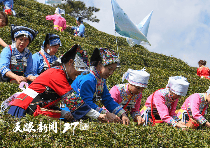 做好制茶技艺传承助力茶旅融合！都匀毛尖香沁心脾(图2)