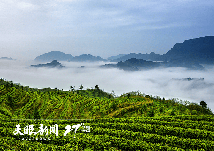 做好制茶技艺传承助力茶旅融合！都匀毛尖香沁心脾(图5)