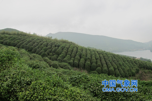 都匀毛尖，百年世博名茶的生态布局