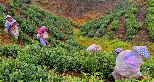 茶园冬季管护忙，蓄势待茶香(图1)