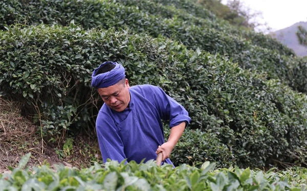 茶园冬季管护忙，蓄势待茶香(图3)