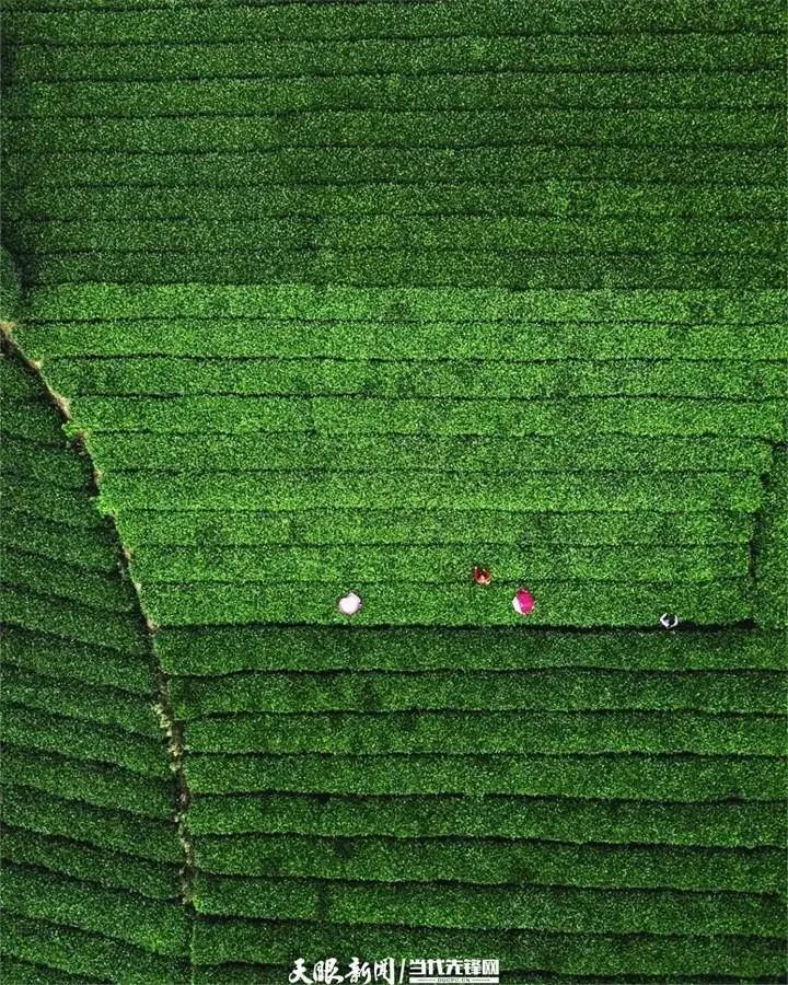 茶山藏不住毛尖香(图7)