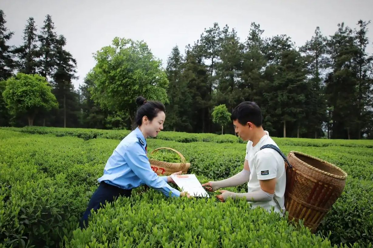 税惠春风拂黔茶