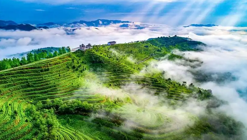 都匀毛尖：绿茶中的翡翠明珠