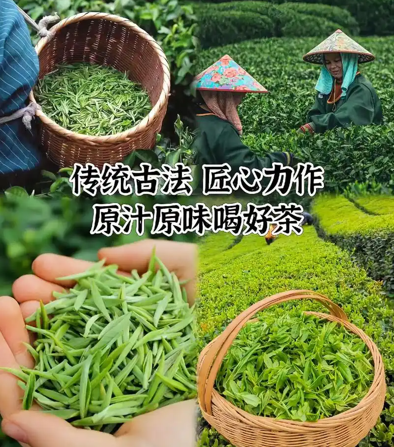 都匀毛尖：绿茶中的翡翠明珠(图2)