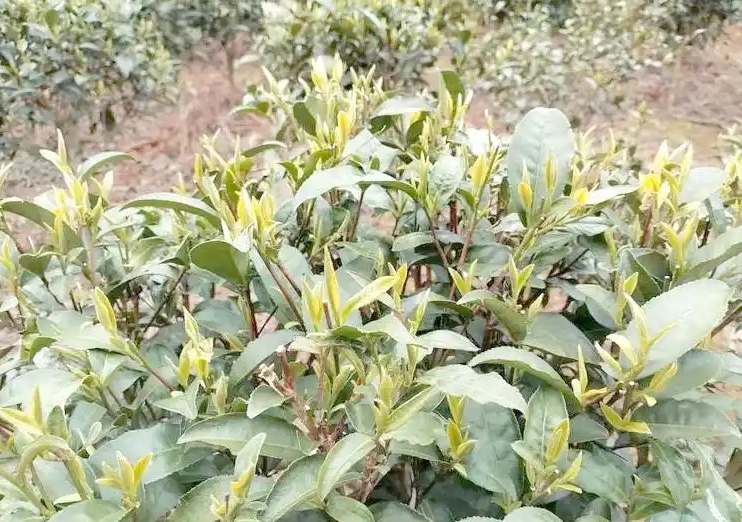 都匀毛尖：千年贡茶的现代演变与魅力(图2)