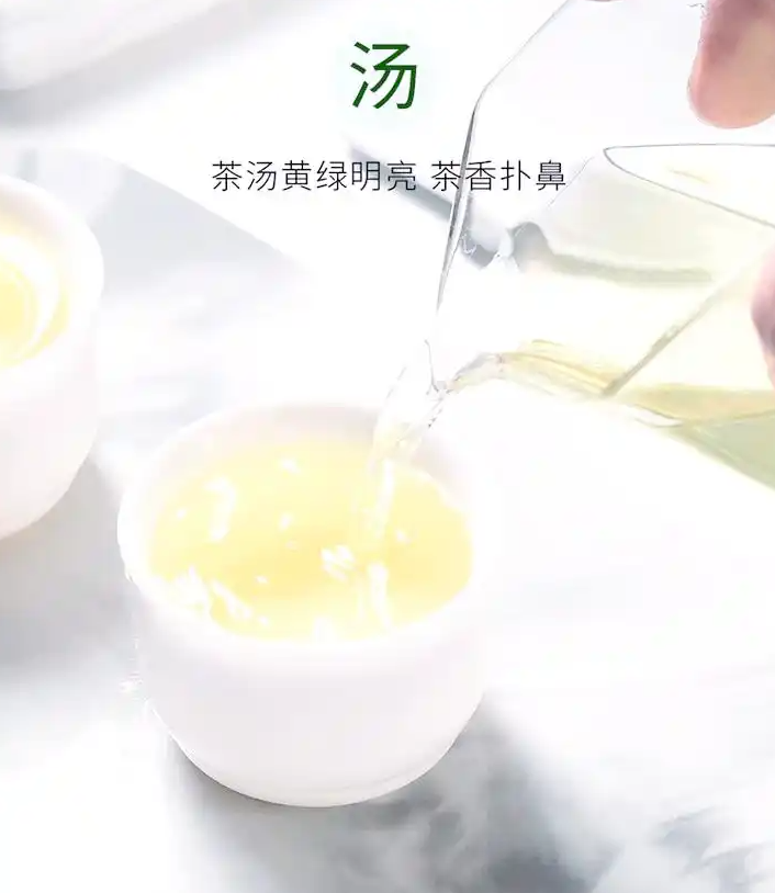 都匀毛尖：千年贡茶的现代演变与魅力(图5)