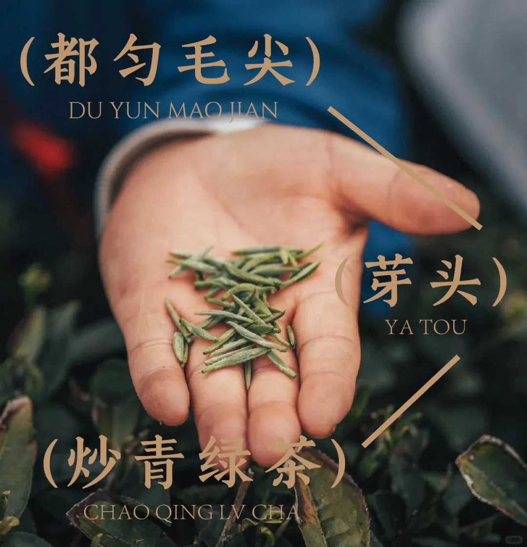 中国十大名茶，